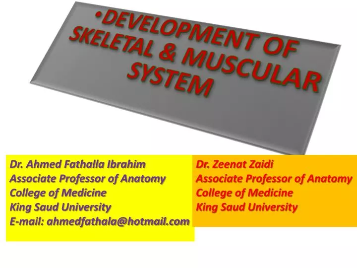 development of skeletal muscular system