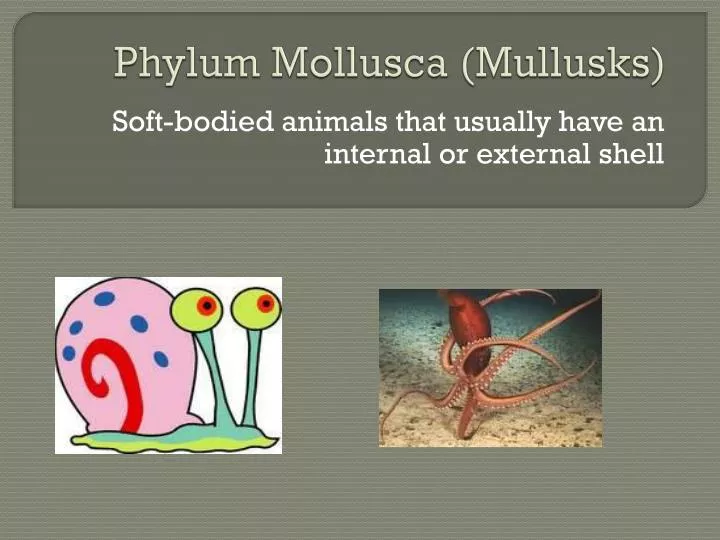 phylum mollusca mullusks