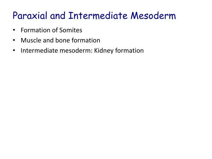 paraxial and intermediate mesoderm