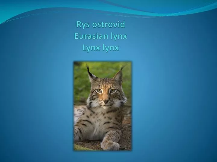 rys ostrovid eurasian lynx lynx lynx