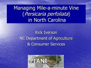 Managing Mile-a-minute Vine ( Persicaria perfoliata ) in North Carolina