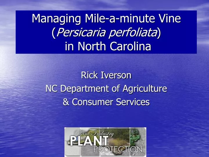 managing mile a minute vine persicaria perfoliata in north carolina