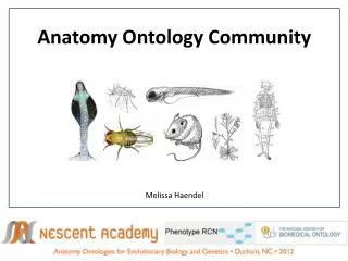 Anatomy Ontology Community