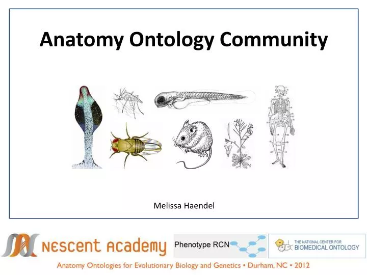 anatomy ontology community
