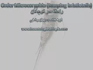 order microcoryphia jumping bristletails