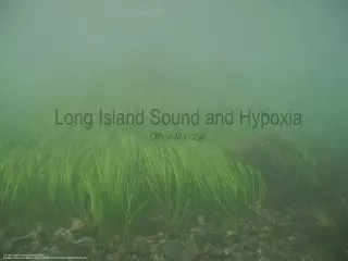 Long Island Sound and Hypoxia Olivia Marczyk