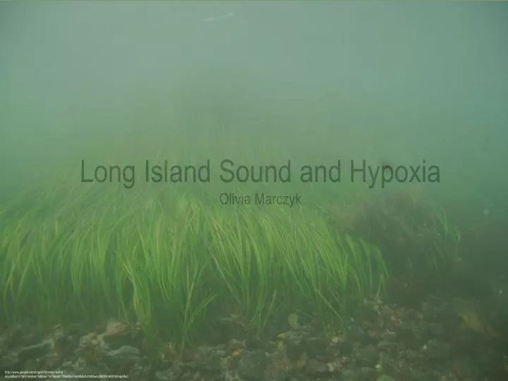 long island sound and hypoxia olivia marczyk