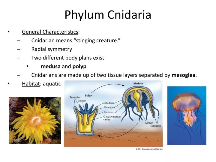 phylum cnidaria