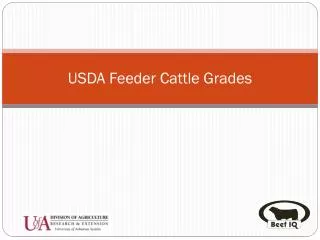 USDA Feeder Cattle Grades