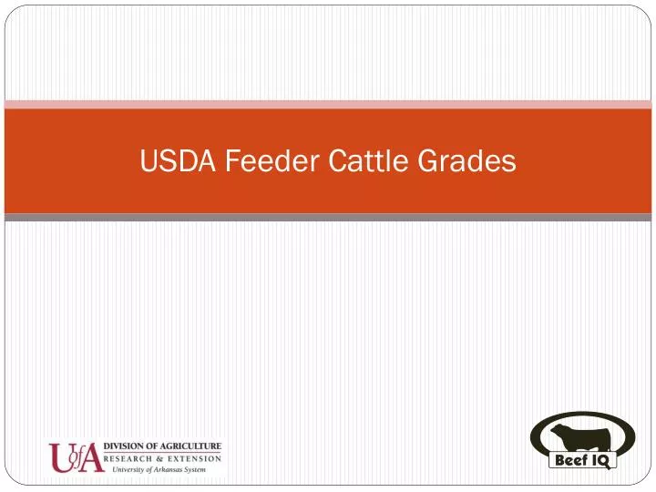 usda feeder cattle grades