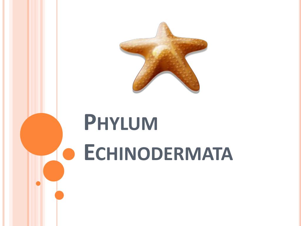 PPT - Phylum Echinodermata PowerPoint Presentation, free download - ID ...