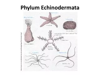 Phylum Echinodermata