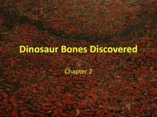 Dinosaur Bones Discovered