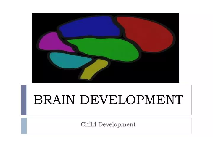brain development