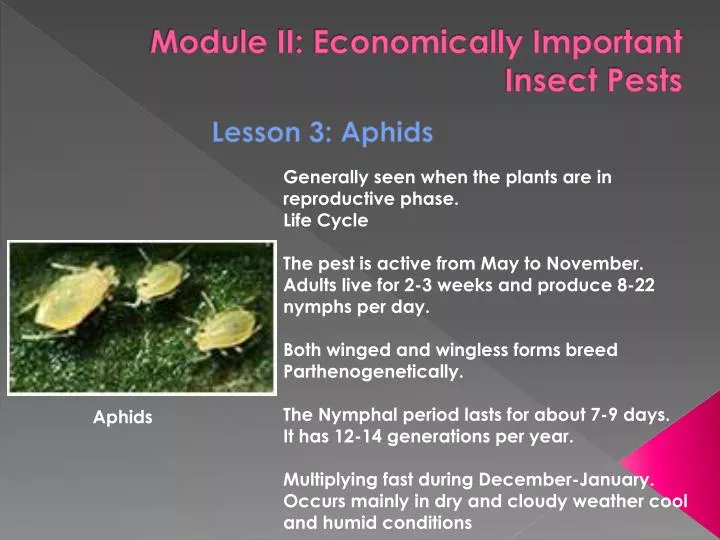 module ii economically important insect pests