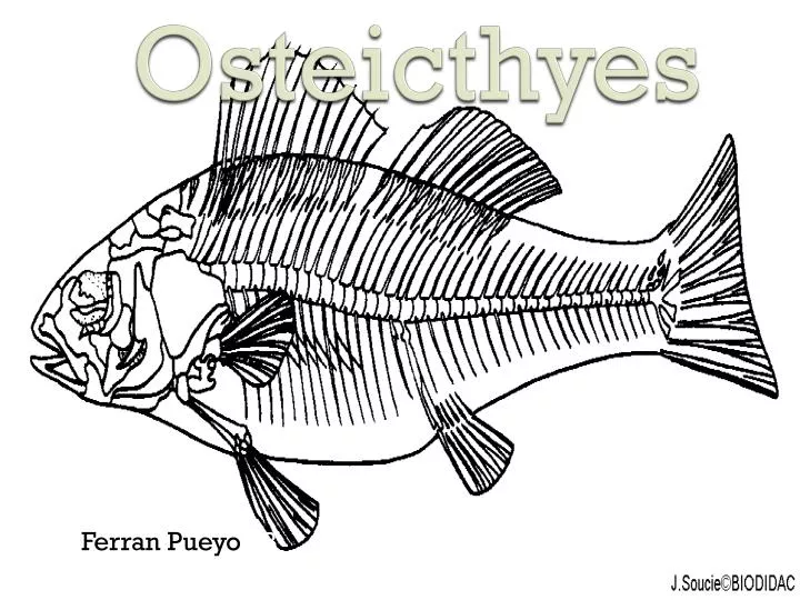 osteicthyes