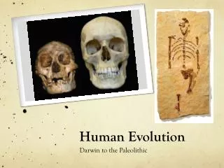 Human Evolution