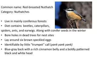 Common name: Red-breasted Nuthatch	 Category: Nuthatches Live in mainly coniferous forests