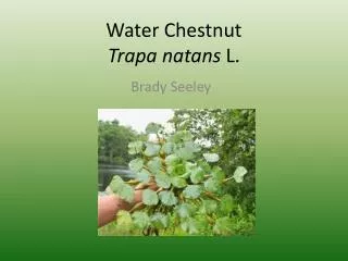 Water Chestnut Trapa natans L.