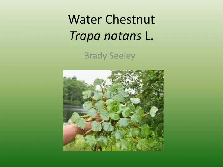 water chestnut trapa natans l