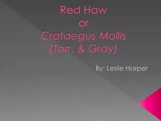 Red Haw or Crataegus Mollis ( Torr . &amp; Gray)
