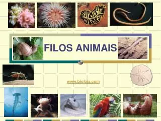 FILOS ANIMAIS