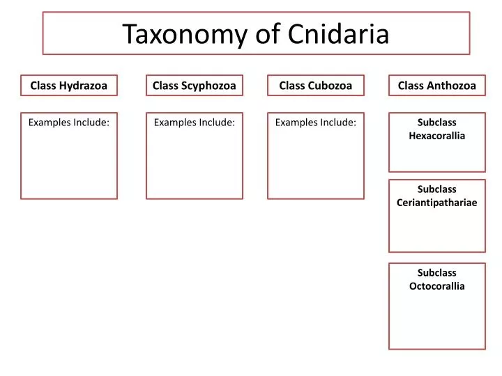 taxonomy of cnidaria