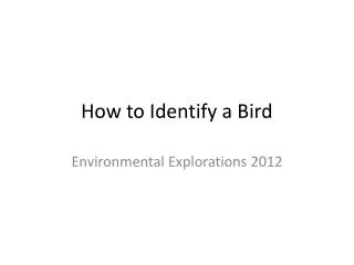 How to Identify a Bird