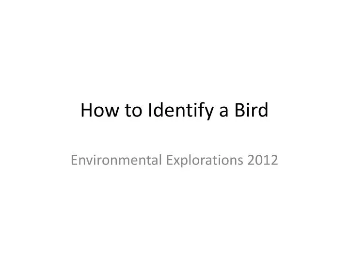 how to identify a bird