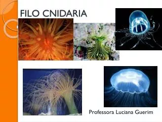 filo cnidaria
