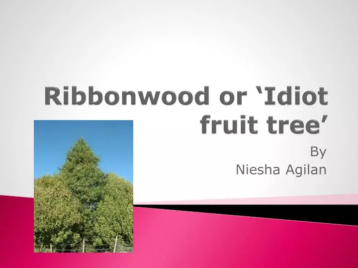 ribbonwood or idiot fruit tree
