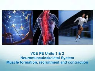 VCE PE Units 1 &amp; 2 Neuromusculoskeletal System Muscle formation, recruitment and contraction