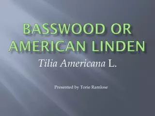 Basswood or American Linden
