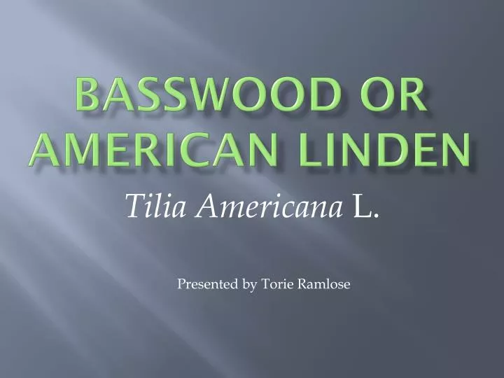 basswood or american linden