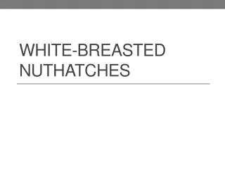 white breasted nuthatches