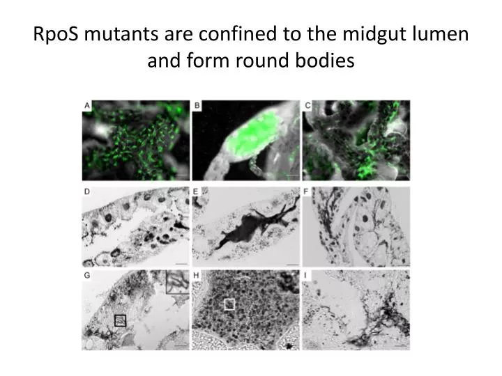 rpos mutants are confined to the midgut lumen and form round bodies