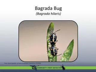 Bagrada Bug ( Bagrada hilaris )