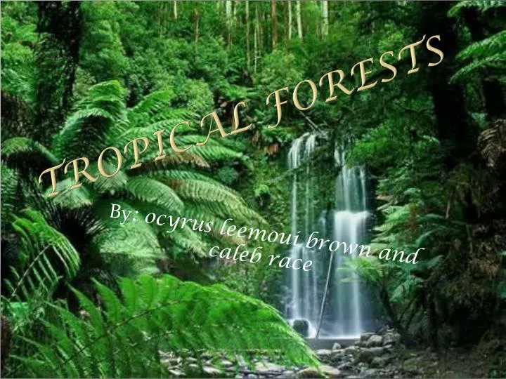 tropical forests