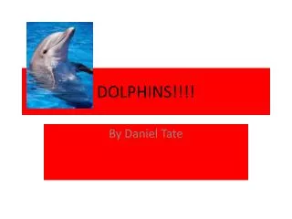 DOLPHINS!!!!