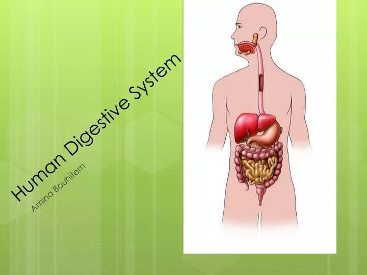 human digestive system