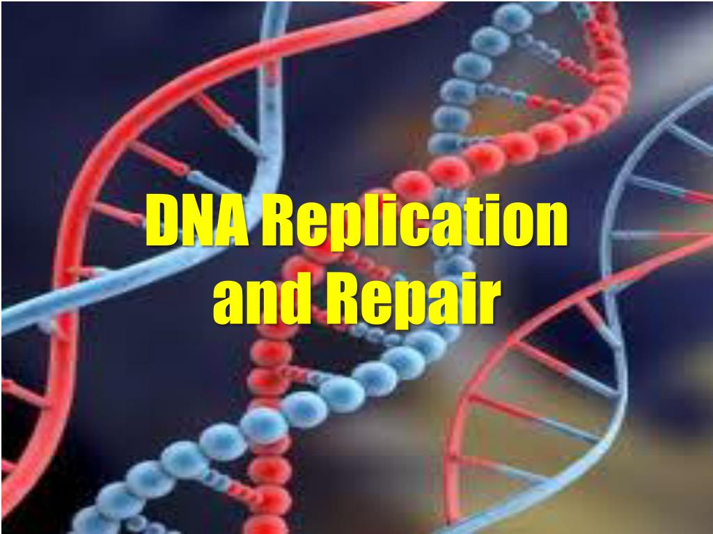 PPT - DNA Replication and Repair PowerPoint Presentation, free download ...