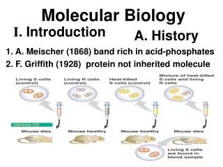 1. A. Meischer (1868) band rich in acid-phosphates