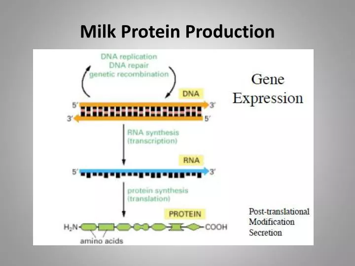 milk protein production