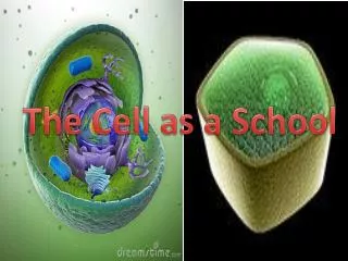 The Cell as a School