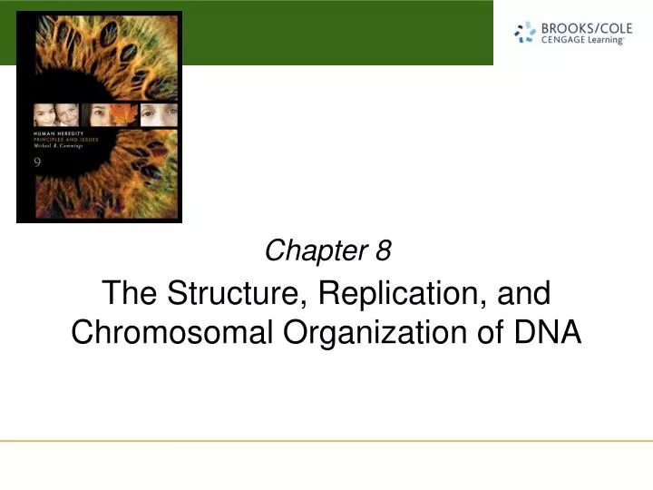 the structure replication and chromosomal organization of dna