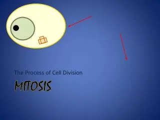 mitosis