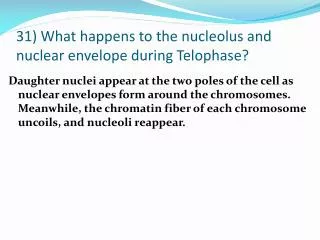 31) What happens to the nucleolus and nuclear envelope during Telophase?