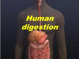 Human digestion