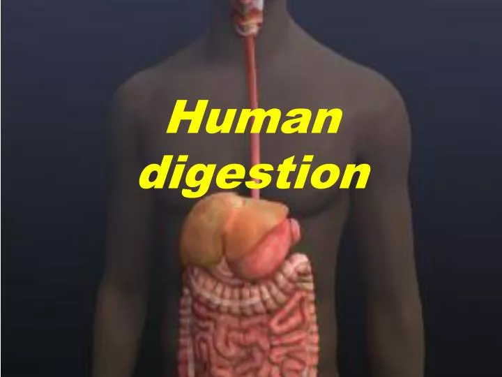 Ppt - Human Digestion Powerpoint Presentation, Free Download - Id:1984866