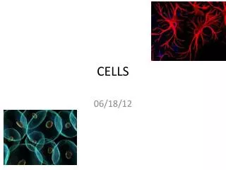 CELLS